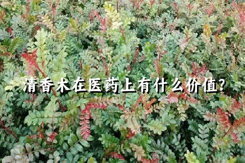 清香木在医药上有什么价值？