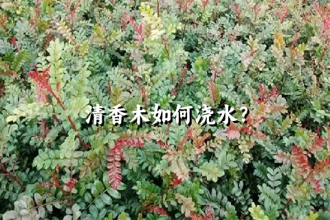 清香木如何浇水？