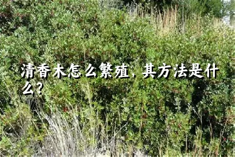 清香木怎么繁殖，其方法是什么？