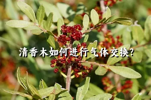 清香木如何进行气体交换？