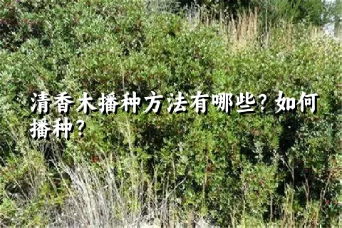 清香木播种方法有哪些？如何播种？