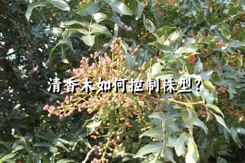 清香木如何控制株型？