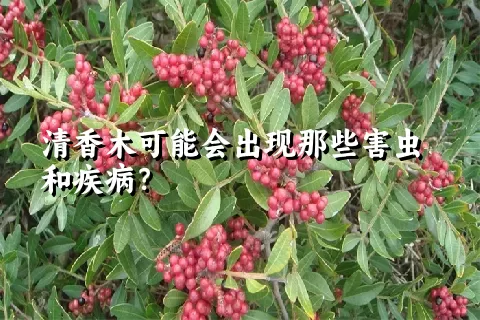 清香木可能会出现那些害虫和疾病？