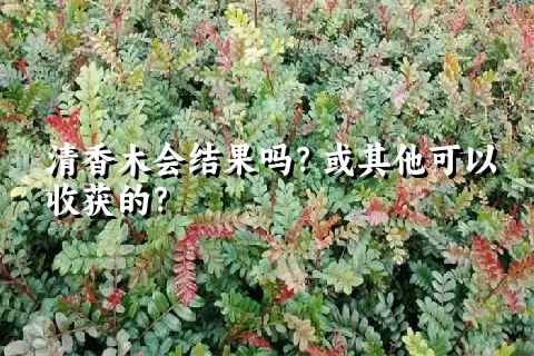 清香木会结果吗？或其他可以收获的？