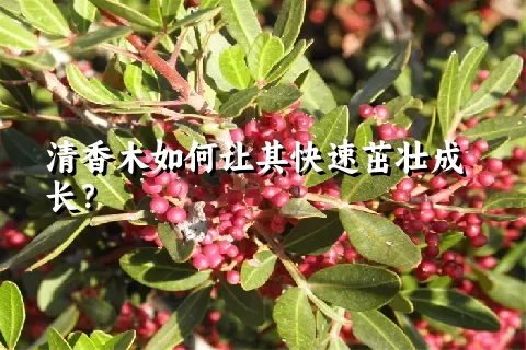 清香木如何让其快速茁壮成长？