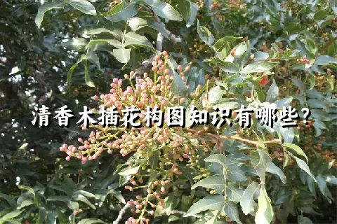 清香木插花构图知识有哪些？