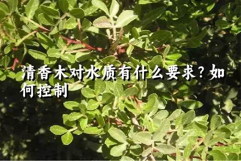 清香木对水质有什么要求？如何控制