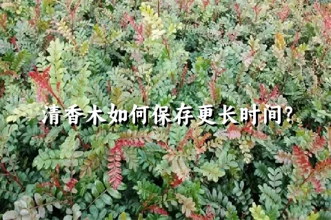 清香木如何保存更长时间？