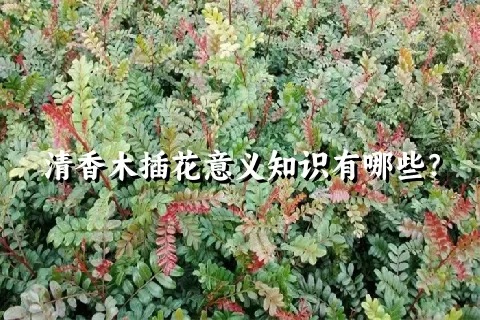 清香木插花意义知识有哪些？