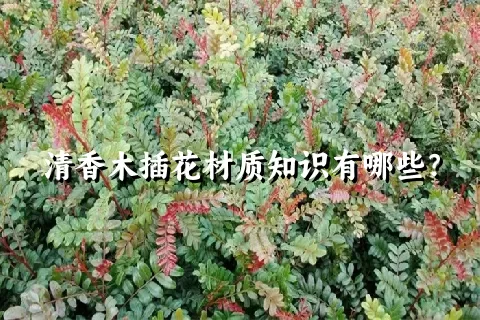 清香木插花材质知识有哪些？