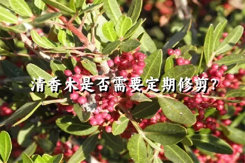 清香木是否需要定期修剪？