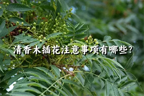 清香木插花注意事项有哪些？