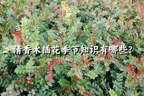 清香木插花季节知识有哪些？