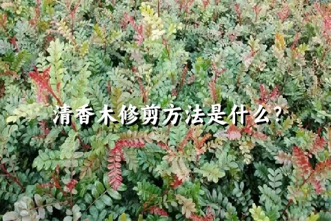 清香木修剪方法是什么？