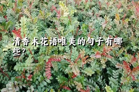 清香木花语唯美的句子有哪些？