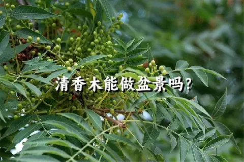 清香木能做盆景吗？