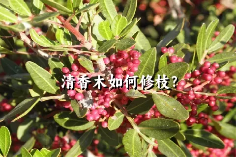 清香木如何修枝？