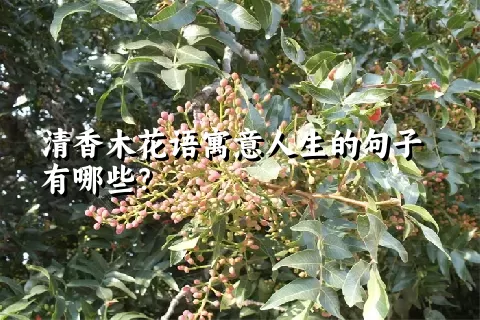 清香木花语寓意人生的句子有哪些？