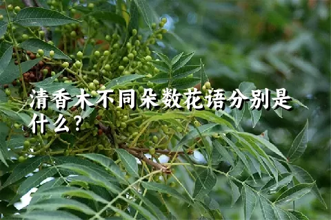 清香木不同朵数花语分别是什么？