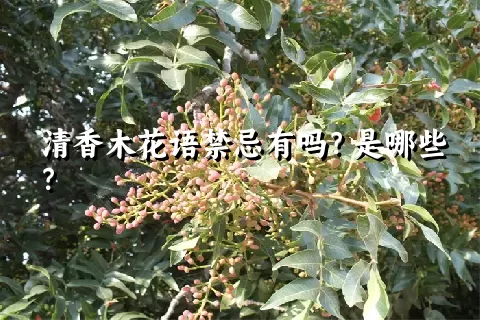 清香木花语禁忌有吗？是哪些？