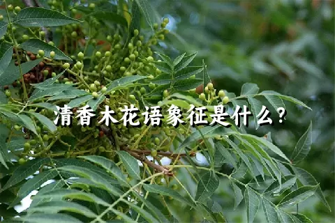 清香木花语象征是什么？