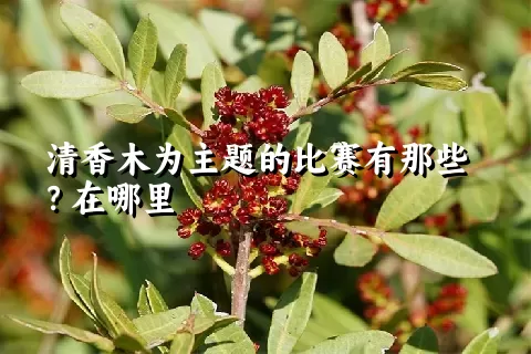 清香木为主题的比赛有那些？在哪里