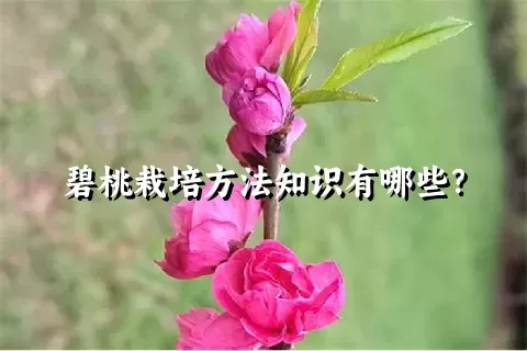 碧桃栽培方法知识有哪些？