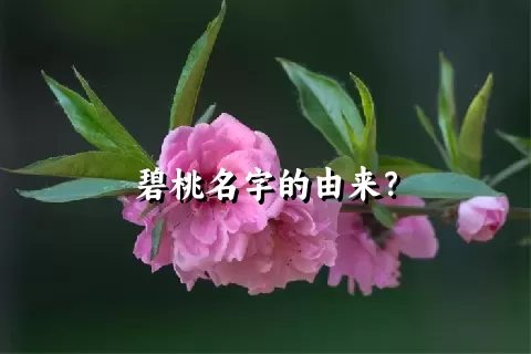 碧桃名字的由来？