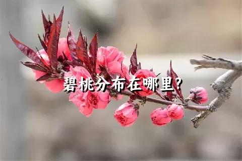 碧桃分布在哪里?