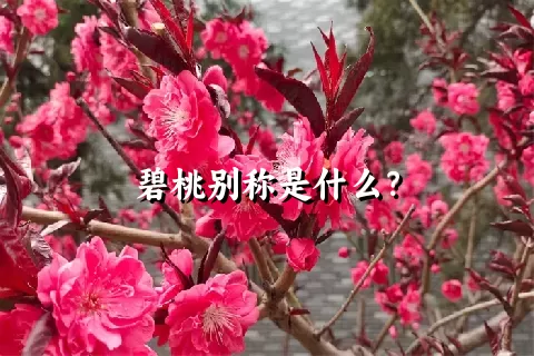 碧桃别称是什么？