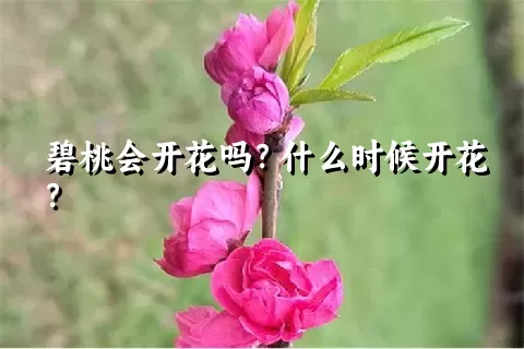 碧桃会开花吗？什么时候开花？