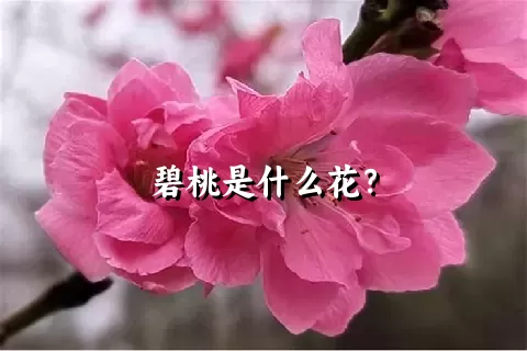 碧桃是什么花？