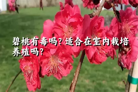 碧桃有毒吗？适合在室内栽培养殖吗？