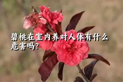 碧桃在室内养对人体有什么危害吗？