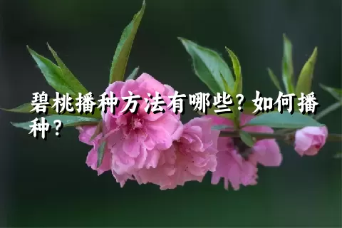 碧桃播种方法有哪些？如何播种？