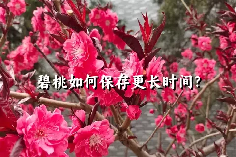 碧桃如何保存更长时间？