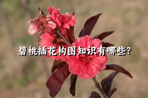 碧桃插花构图知识有哪些？