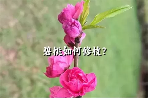 碧桃如何修枝？