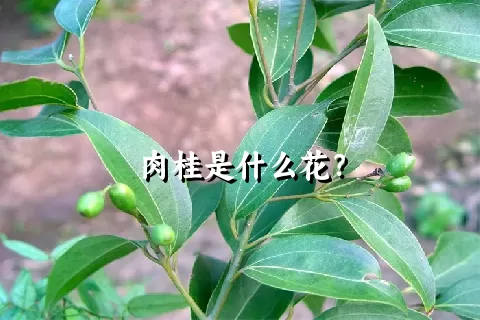 肉桂是什么花？