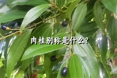 肉桂别称是什么？