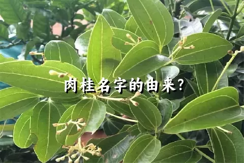 肉桂名字的由来？