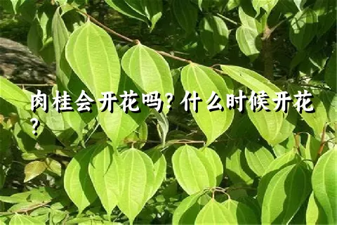 肉桂会开花吗？什么时候开花？