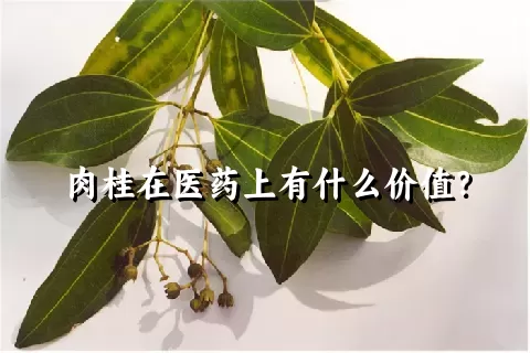 肉桂在医药上有什么价值？