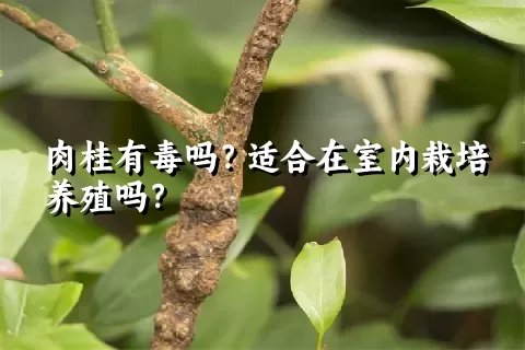 肉桂有毒吗？适合在室内栽培养殖吗？