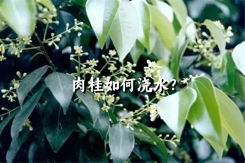 肉桂如何浇水？