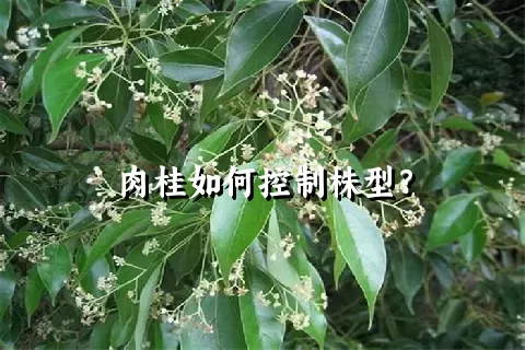 肉桂如何控制株型？