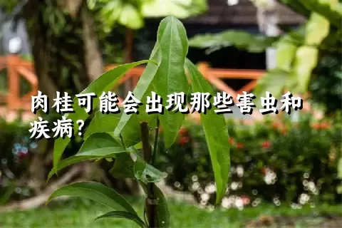 肉桂可能会出现那些害虫和疾病？