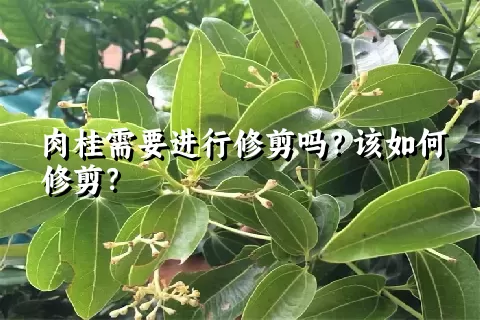 肉桂需要进行修剪吗？该如何修剪？