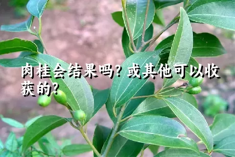 肉桂会结果吗？或其他可以收获的？