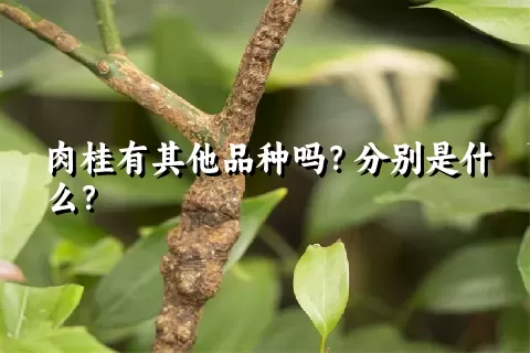 肉桂有其他品种吗？分别是什么？